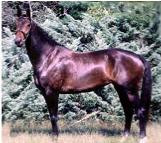 Veganieta, dressage horse