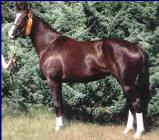 Vuzarma, Dressage horse